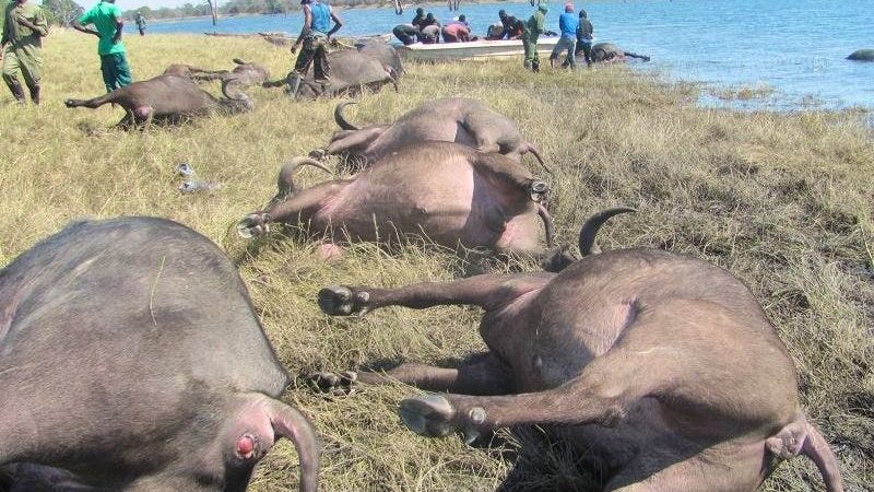 Namibie : au moins 90 buffles morts en fuyant des lions près du parc Chobe