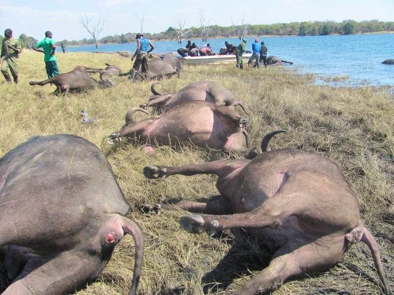 Namibie : au moins 90 buffles morts en fuyant des lions près du parc Chobe
