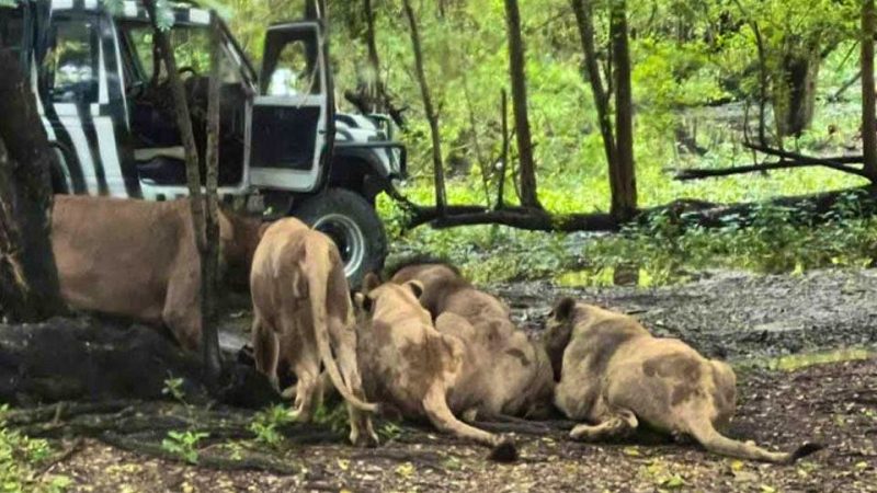 Incident critique à Safari World de Bangkok : un gardien attaqué par des lions lors d’une sortie inopinée
