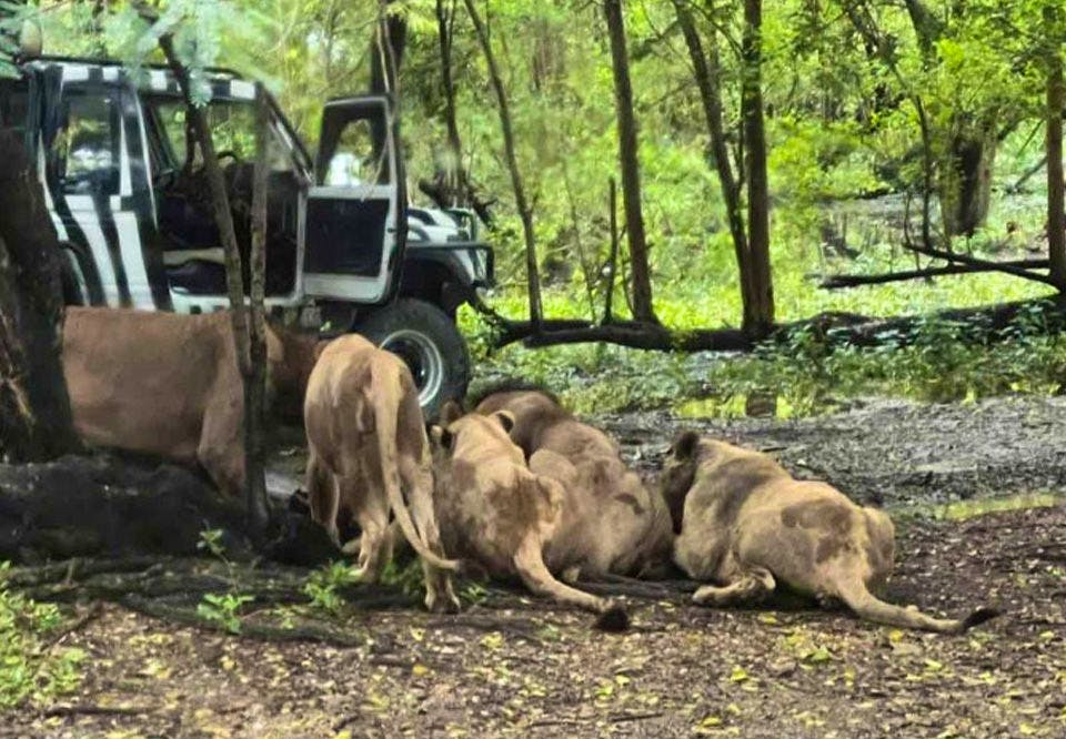 Incident critique à Safari World de Bangkok : un gardien attaqué par des lions lors d’une sortie inopinée