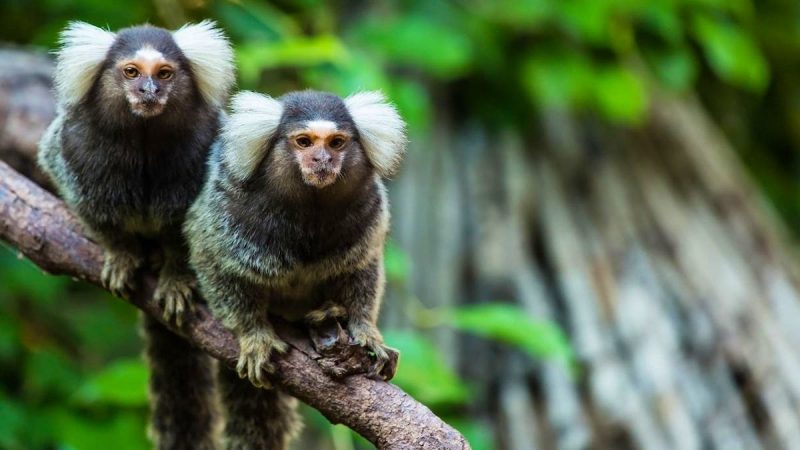 Vol présumé de douze ouistitis dans un centre de recherche animalier à Niederhausbergen
