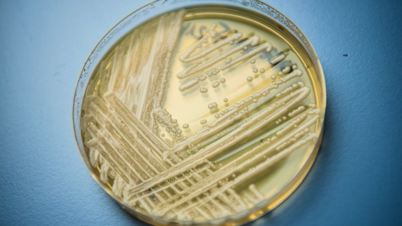 Expansion du champignon multirésistant Candida auris dans les établissements de santé de l’Union européenne