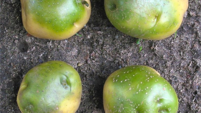 Pommes de terre crues et solanine : risques, zones vertes et conseils de sécurité