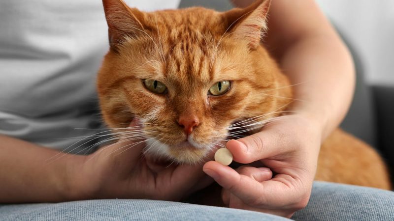Croquettes-médicaments pour chats : une approche innovante contre l’insuffisance rénale