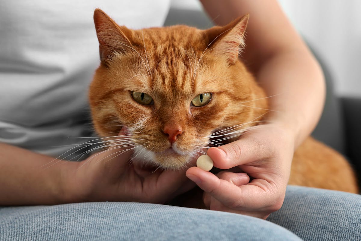 Croquettes-médicaments pour chats : une approche innovante contre l’insuffisance rénale
