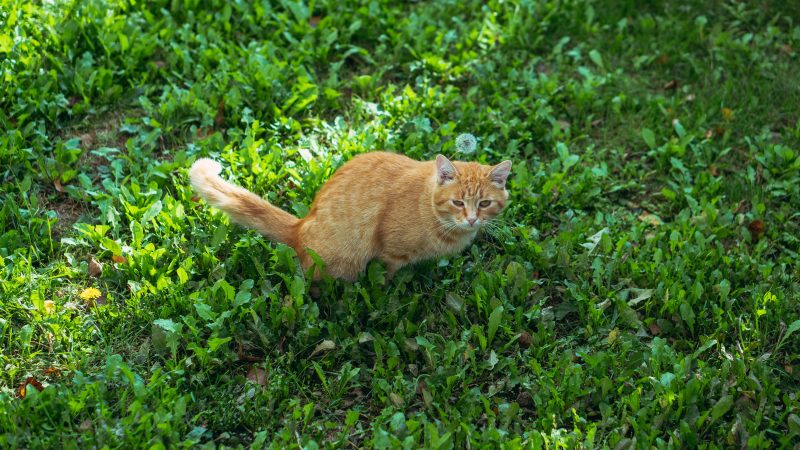 Frais de résiliation anticipée de bail : pratiques fréquentes et cadre juridique à connaître