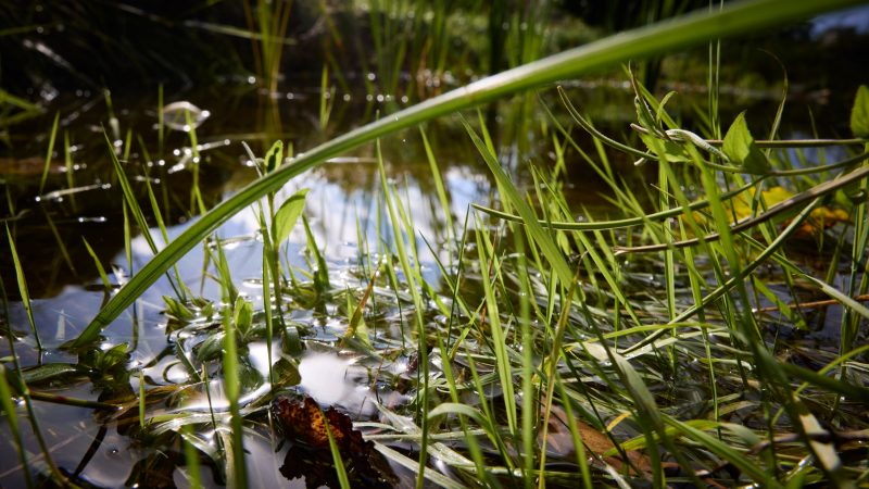 Vaud: quatre priorités pour renforcer la biodiversité après le premier monitoring cantonal