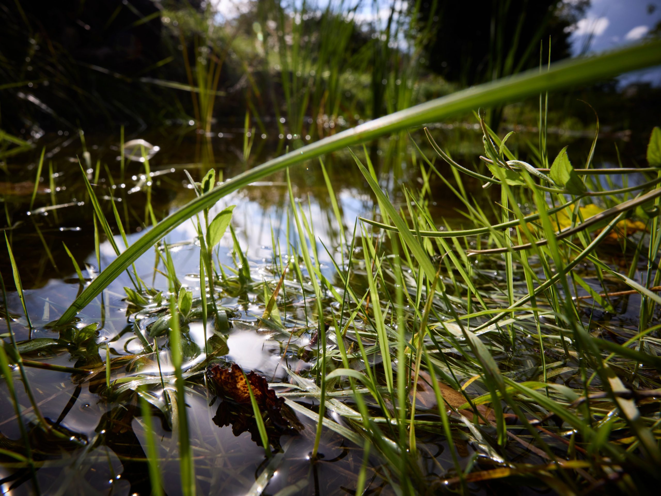 Vaud: quatre priorités pour renforcer la biodiversité après le premier monitoring cantonal