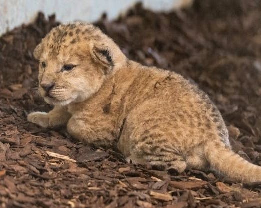 Lionceau mort au Zoo Walter de Gossau : la lionne cesse d’allaiter subitement, selon le zoo